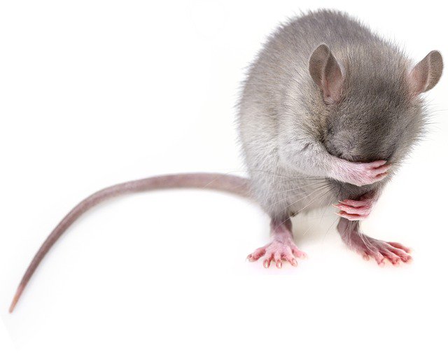 Moeten magistraten grijze muizen zijn ? cover